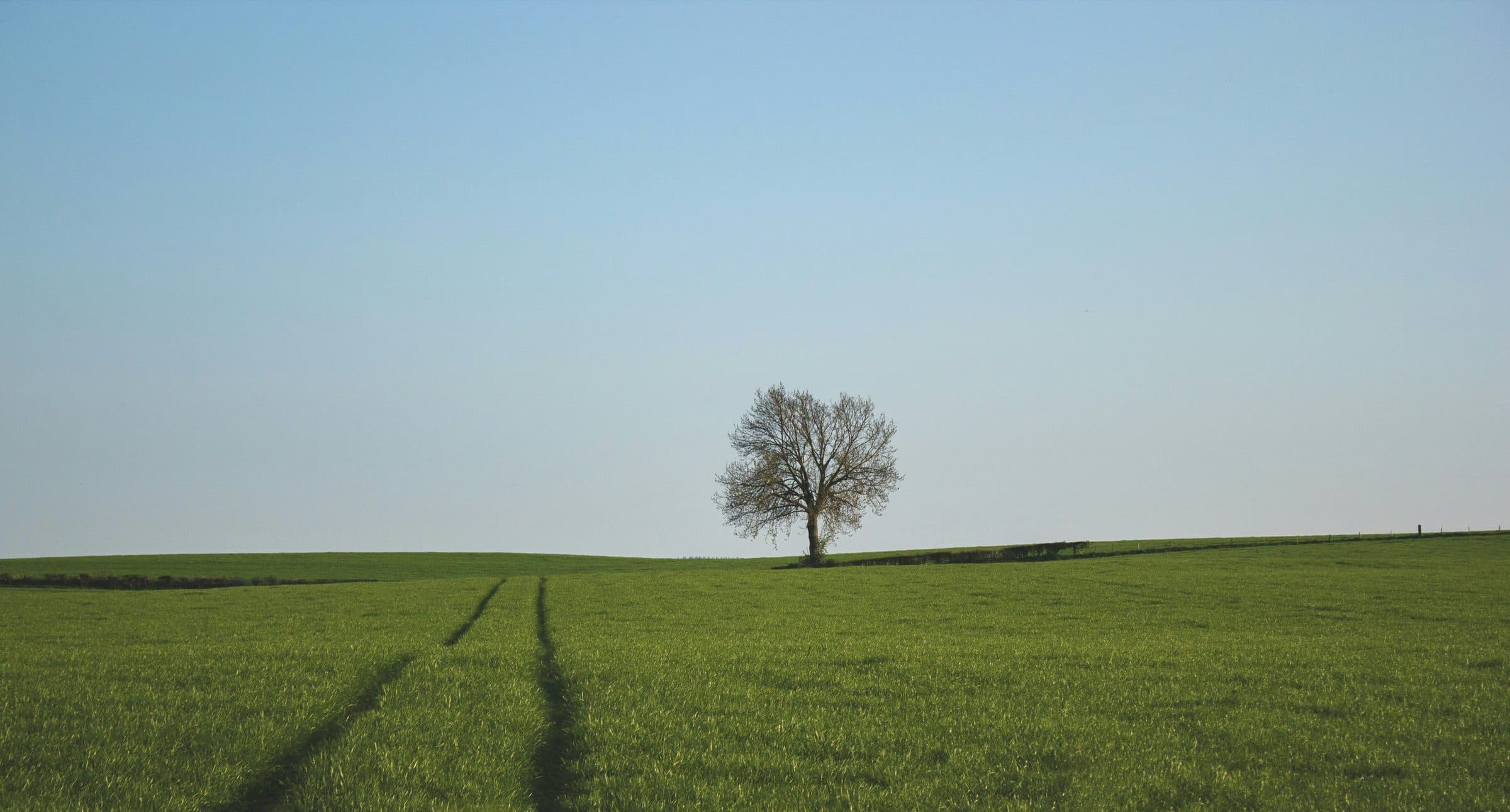 A single bare tree standing alone in the middle of a wide, open field under a clear sky